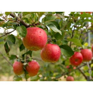Jabloň domáca (Malus domestica) ´RUBIN´ - zimná, výška 120-150 cm, kont. C5L
